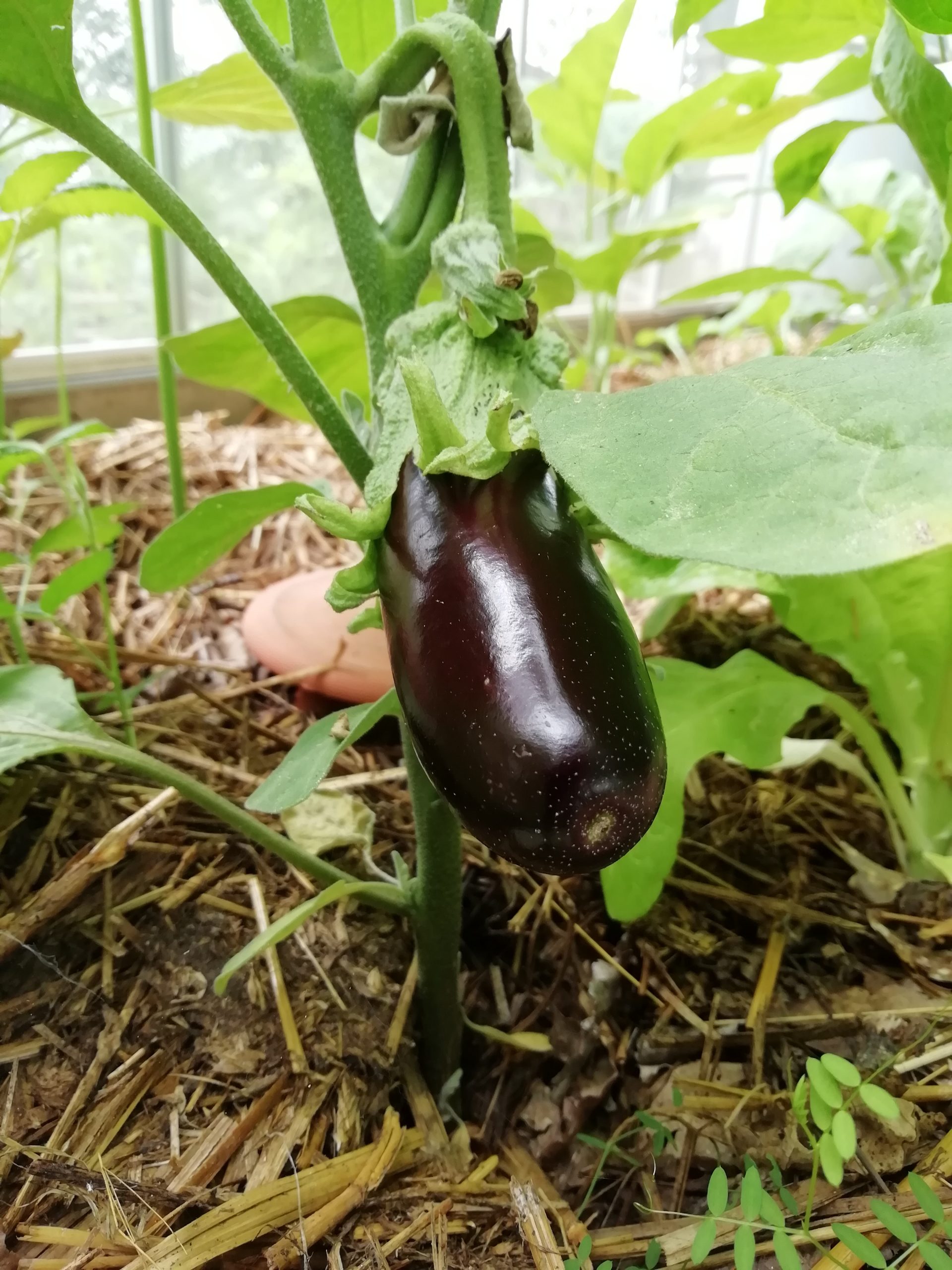 Aubergine du potager