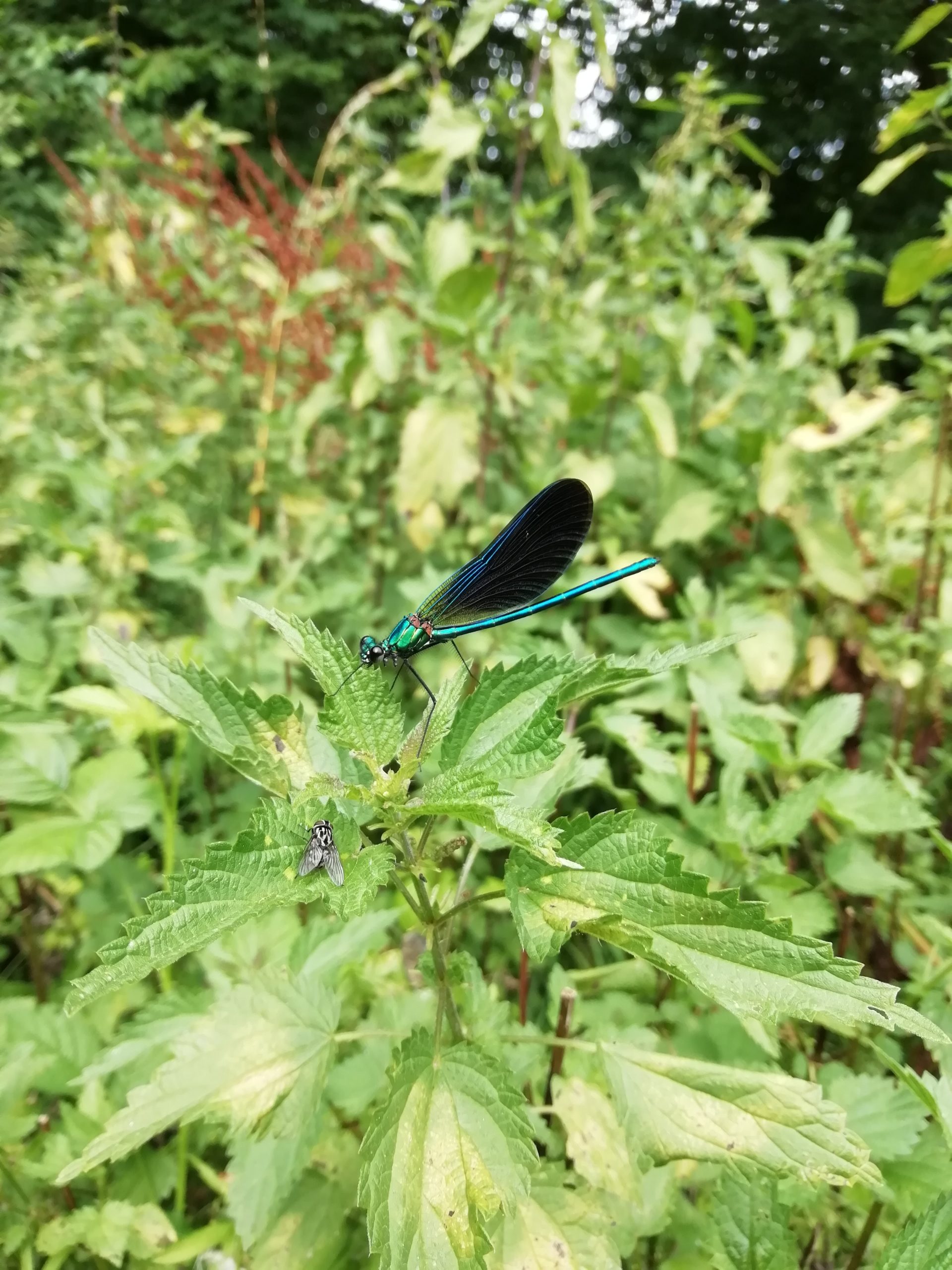 Demoiselle