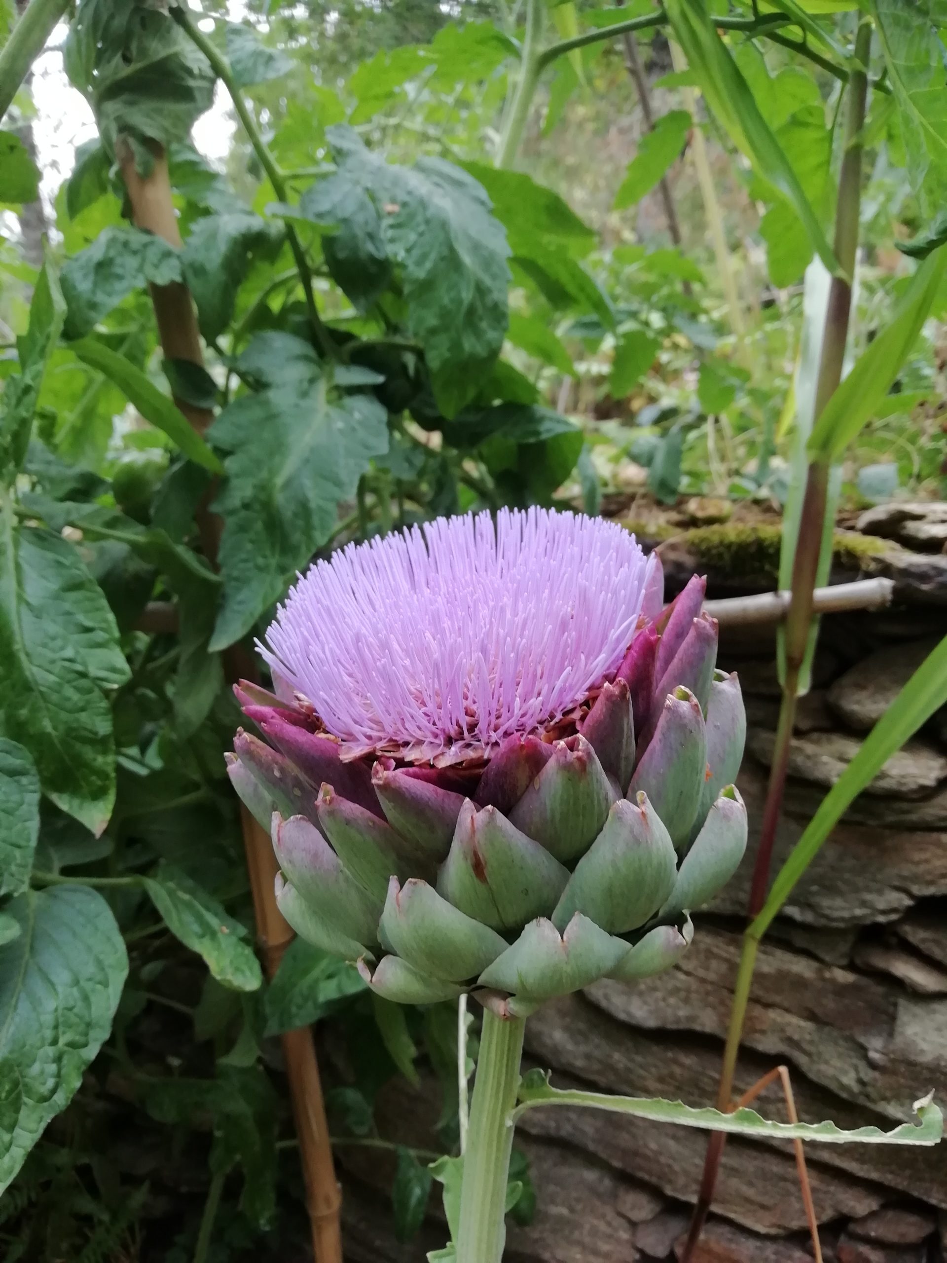 Fleur d’artichaut du potager