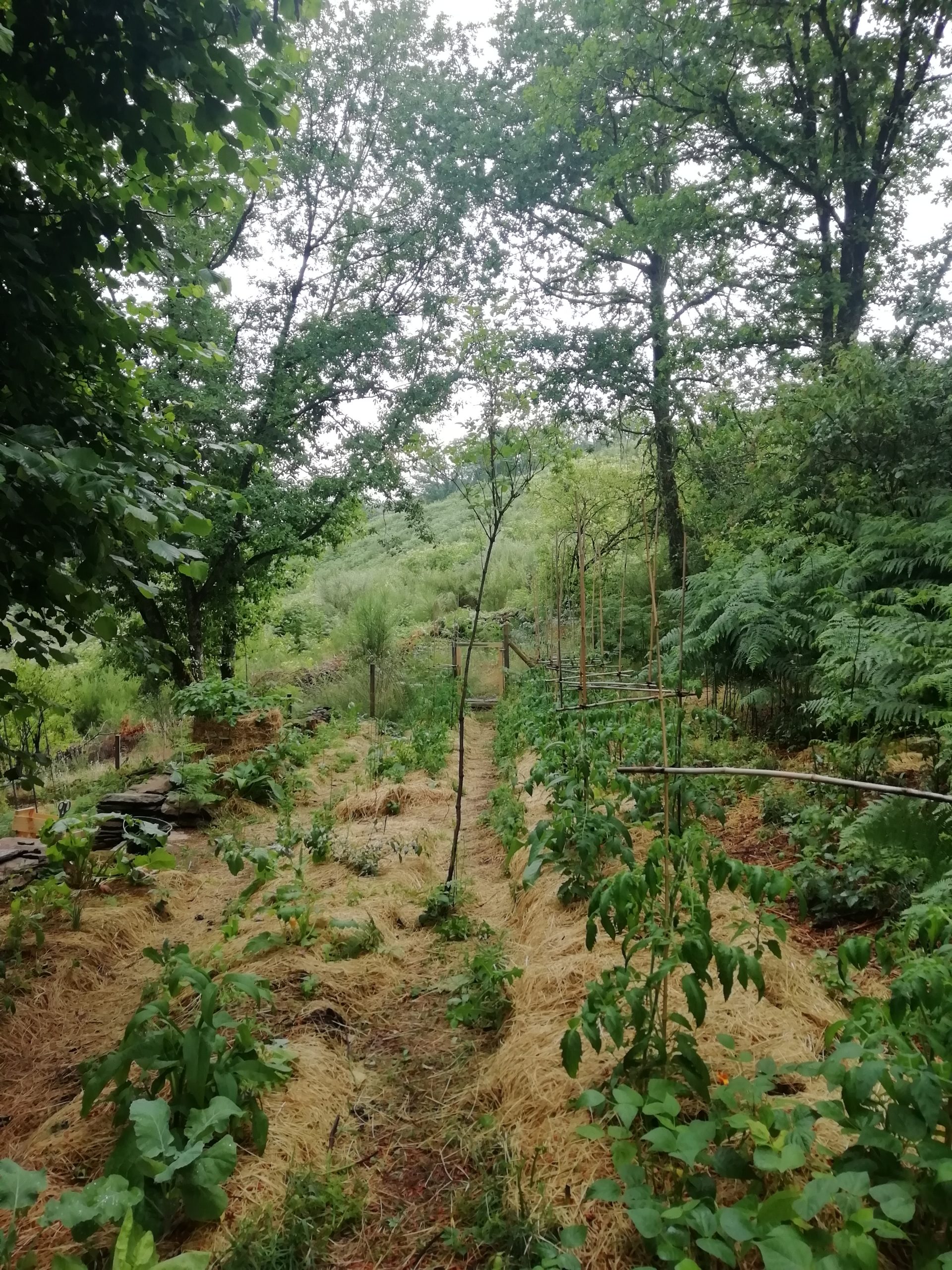 Paillage potager