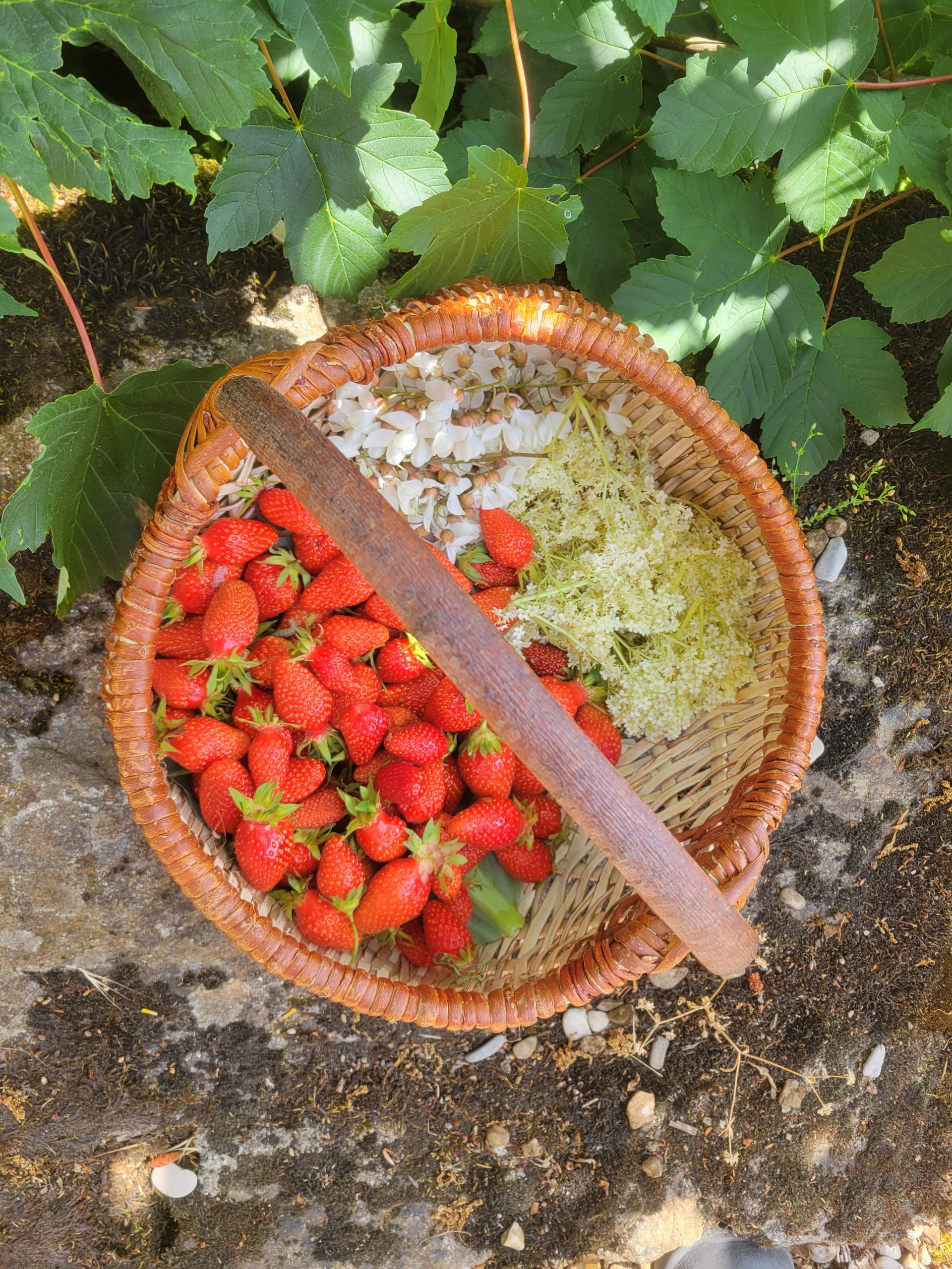 Récolte printenière