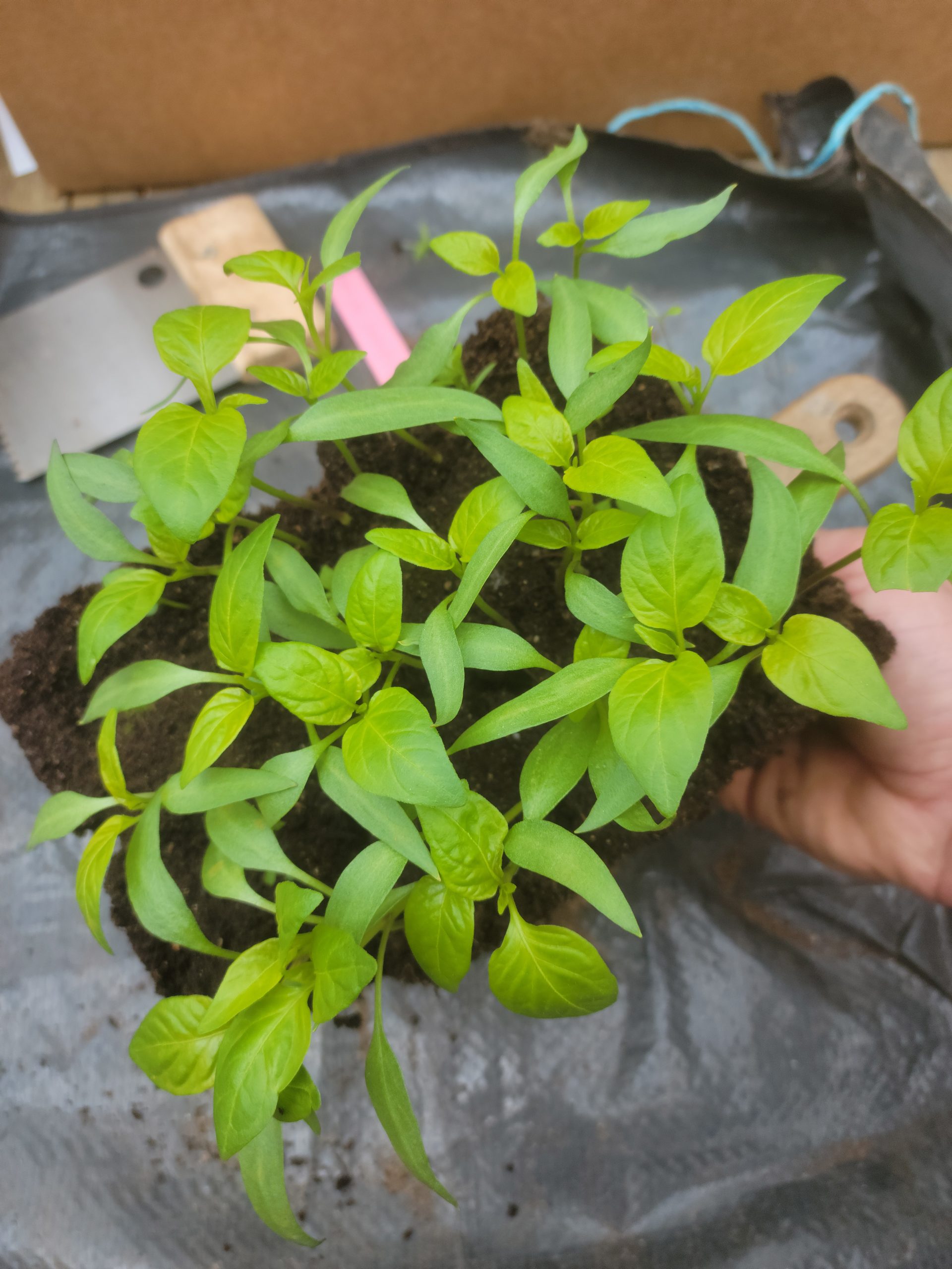 Repiquage plants potagers