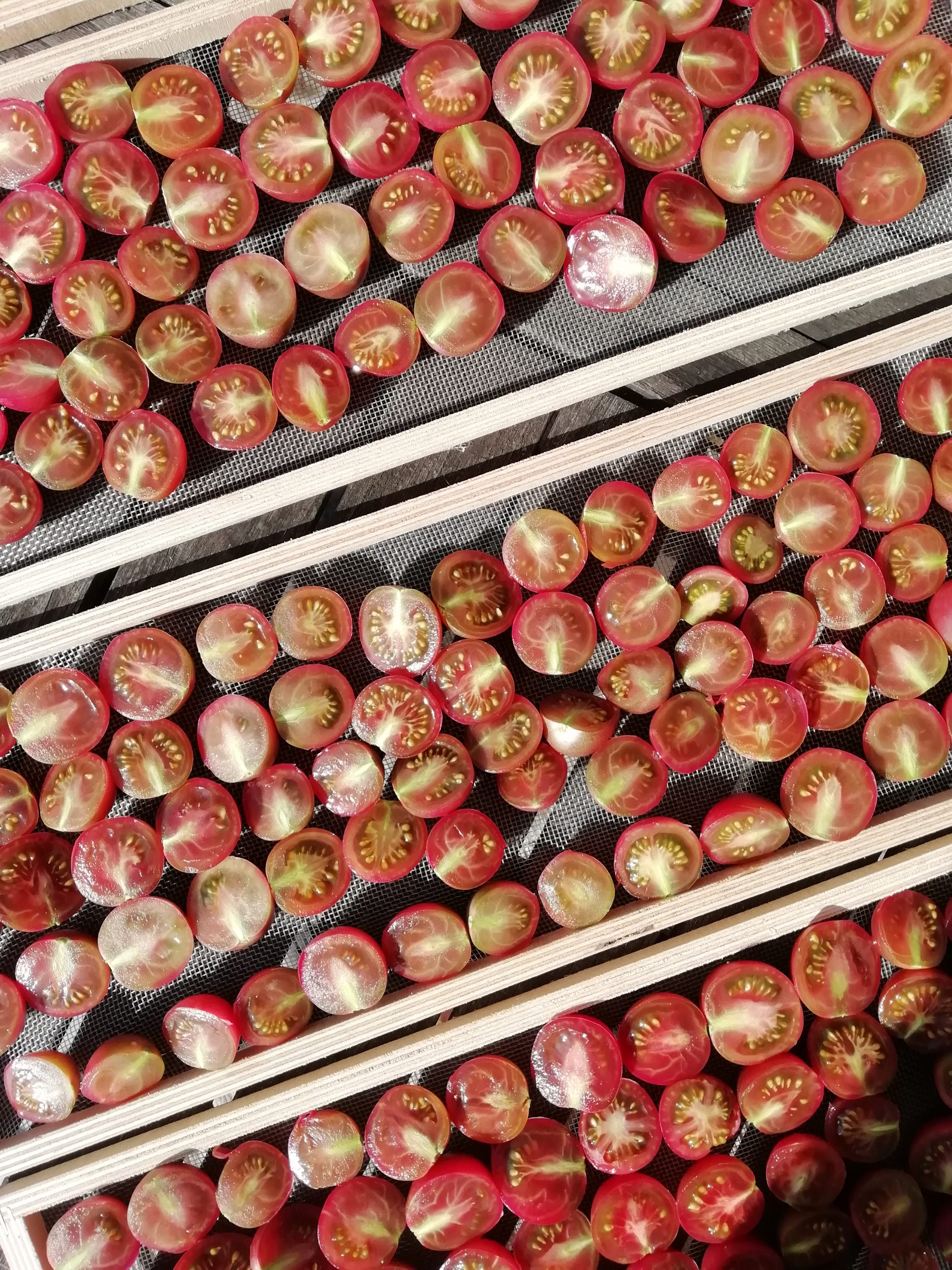 Séchage tomates cerises du potager