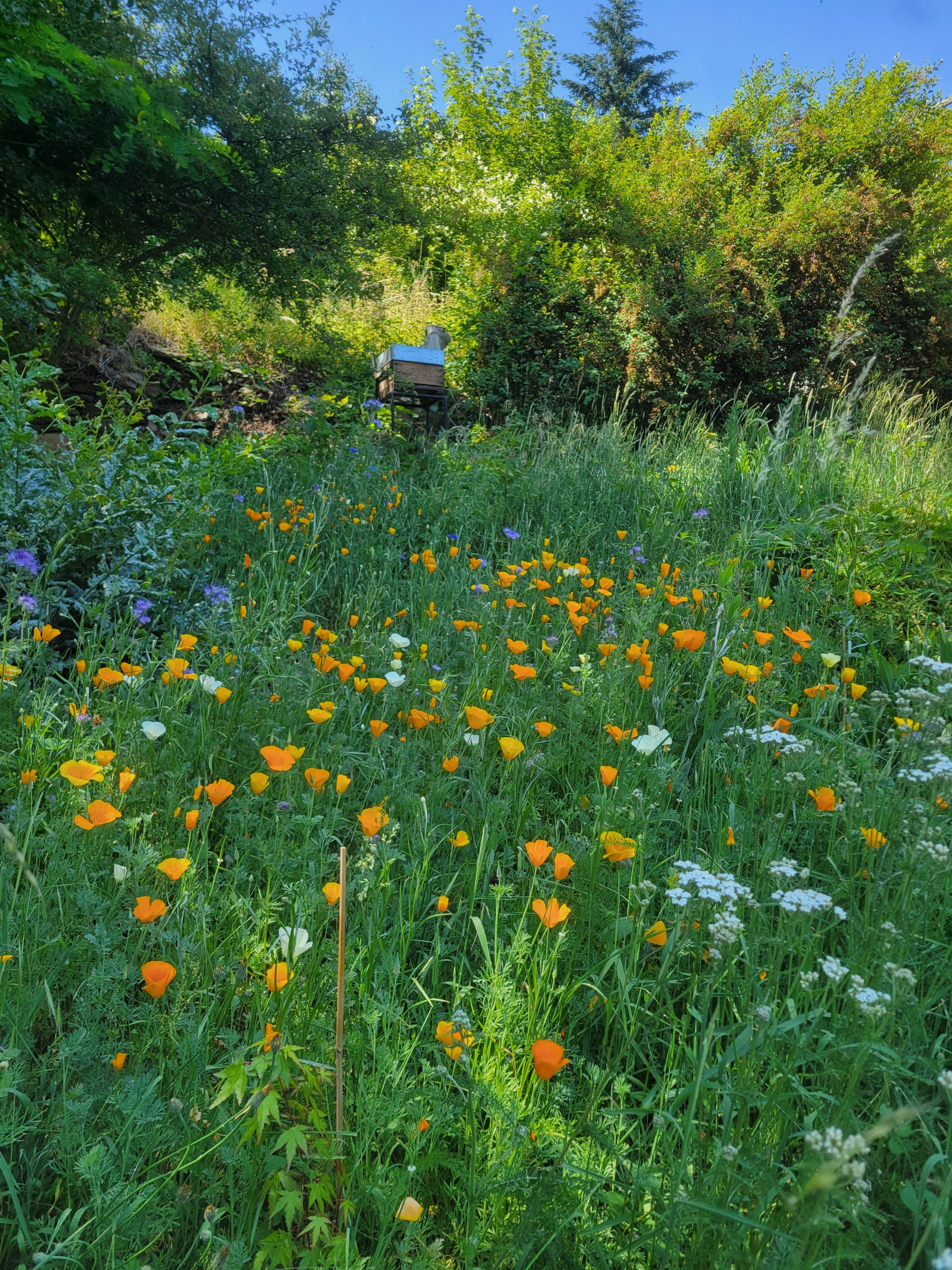 Semis prairie fleurie