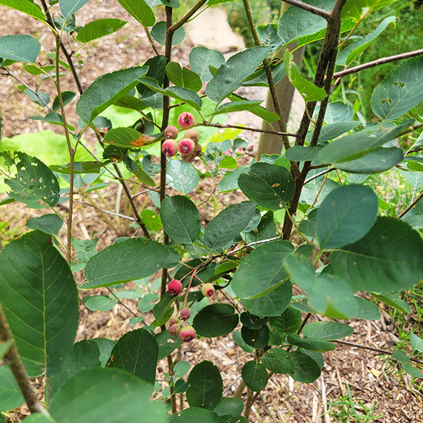 amelanchier_des_bois4