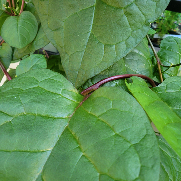 epinard_de_malabar2