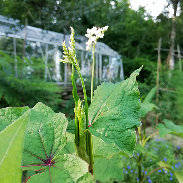 epinard_en_arbre_sarrasin_vivace_2