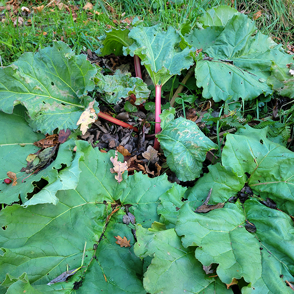 rhubarbe_du_jardin_2