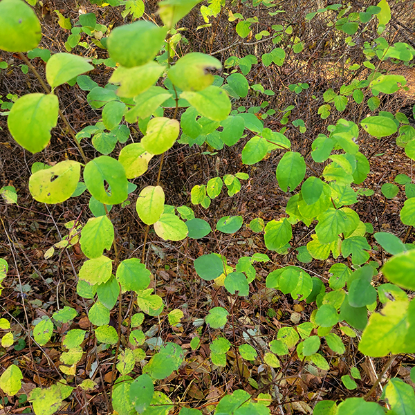 symphorine_blanche_2