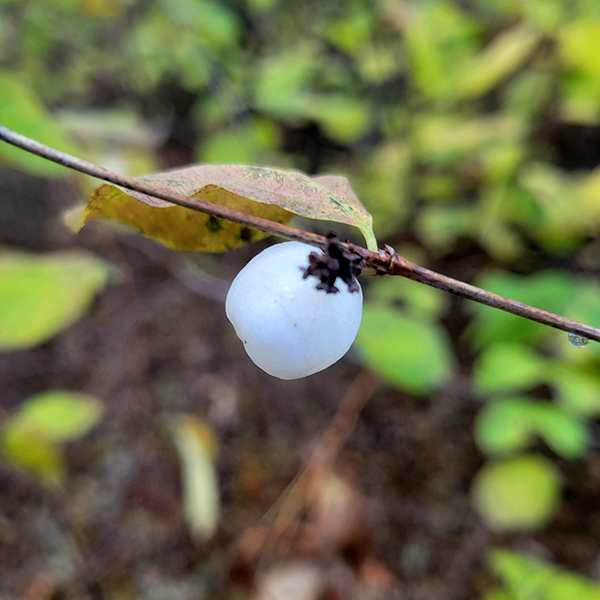 symphorine_blanche_3