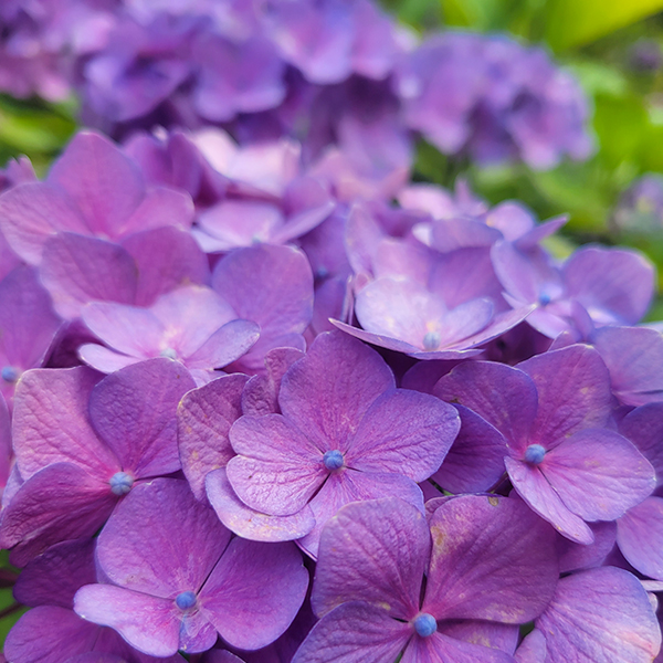 hortensia_du_jardin_2