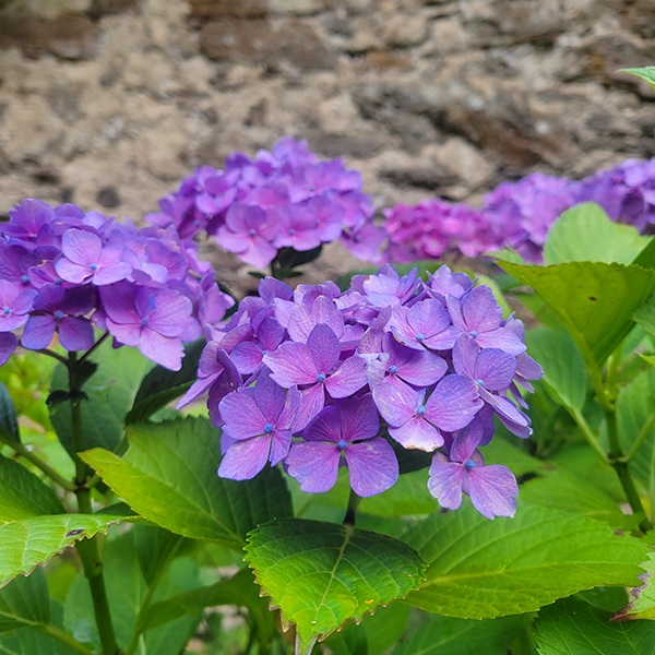 hortensia_du_jardin_3