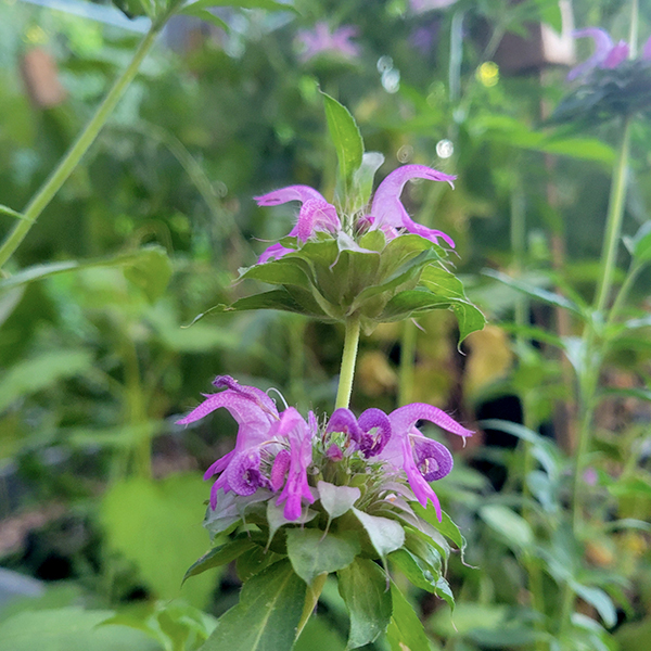 monarde_citron2