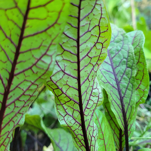oseille_a_veines_rouges3